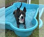 Small #1 Staffordshire Bull Terrier