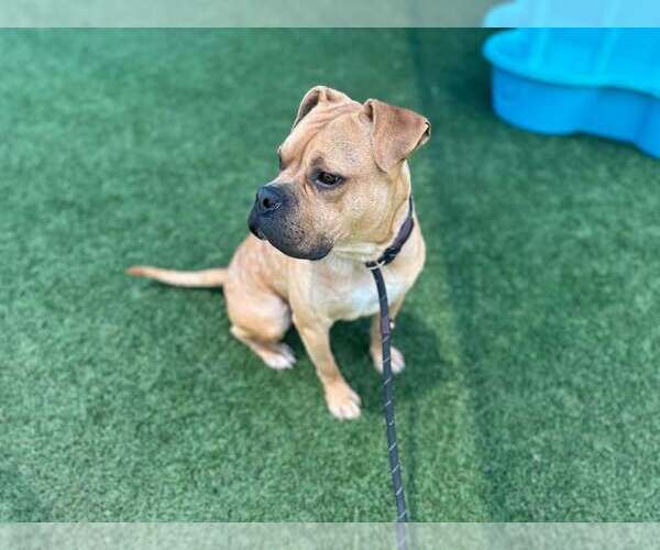 Medium Photo #5 Bull-Boxer Puppy For Sale in McKinney, TX, USA
