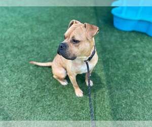 Buster - Male Bull-Boxer Dog for Adoption - Photo #5