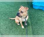 Small #4 Bull-Boxer
