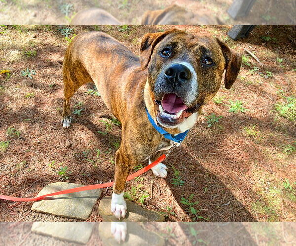 Medium Photo #3 Mutt Puppy For Sale in Weaverville, NC, USA