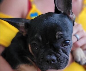 French Bulldog Puppy for sale in JACKSONVILLE, FL, USA