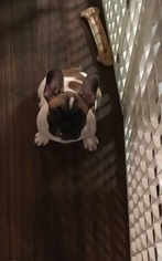 French Bulldog Puppy for sale in CARY, NC, USA