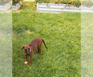 Little Red - Female Labrador Retriever-Unknown Mix Dog for Adoption - Photo #3