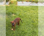 Small Photo #3 Labrador Retriever-Unknown Mix Puppy For Sale in Salt Lake City, UT, USA