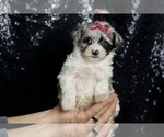 Puppy Prada Morkie