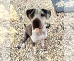 Small #20 American Pit Bull Terrier Mix