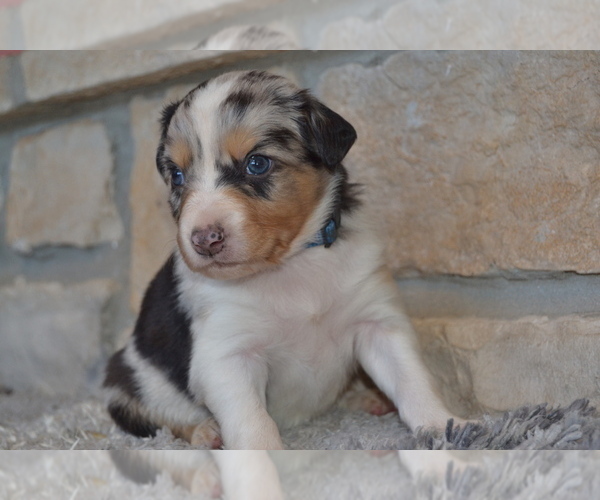 Medium Photo #3 Australian Shepherd Puppy For Sale in DIXON, MO, USA
