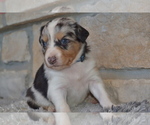 Small Photo #3 Australian Shepherd Puppy For Sale in DIXON, MO, USA