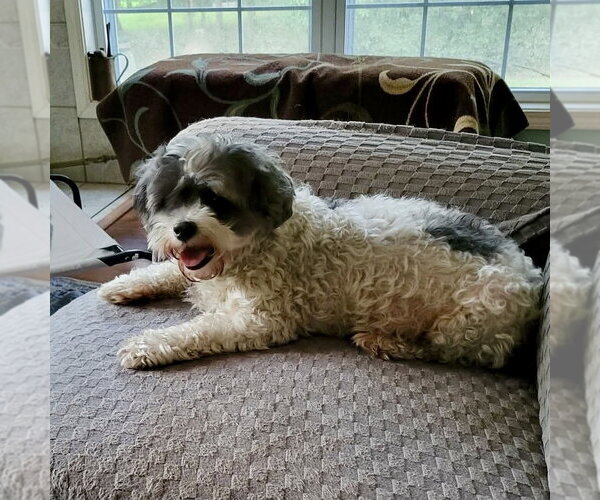 Medium Photo #2 Shih Tzu-Unknown Mix Puppy For Sale in Spring Lake, NC, USA