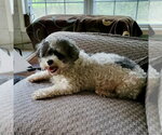 Small #1 Shih Tzu Mix