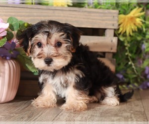 Yo-Chon Puppy for sale in MOUNT VERNON, OH, USA
