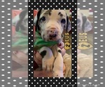 Small Photo #1 Great Dane Puppy For Sale in MERCER, PA, USA