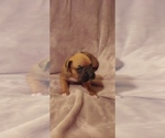 Small Photo #5 Boxer Puppy For Sale in HAVANA, FL, USA