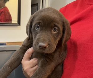 Labrador Retriever Puppy for sale in RIVERVIEW, FL, USA