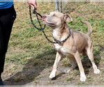 Small #6 American Pit Bull Terrier Mix