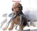 Small Photo #28 Goldendoodle Puppy For Sale in DEMOPOLIS, AL, USA