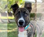 Small #3 German Shepherd Dog Mix