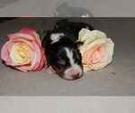 Small Photo #3 Australian Shepherd Puppy For Sale in EAST CANTON, OH, USA