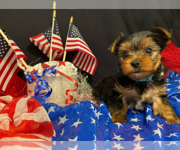 Medium Photo #4 Yorkshire Terrier Puppy For Sale in ALVARADO, TX, USA