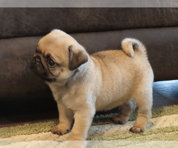 Medium Photo #2 Pug Puppy For Sale in ORRVILLE, OH, USA