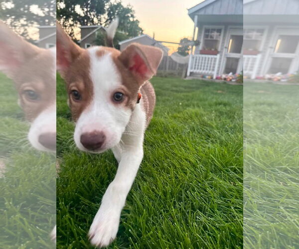 Medium Photo #3 Mutt Puppy For Sale in New London, WI, USA