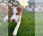 Small #2 Mutt