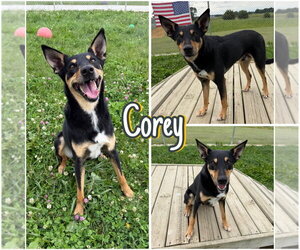 Australian Kelpie-Unknown Mix Dogs for adoption in Pierceton , IN, USA