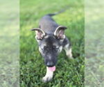 Small Huskies  Mix