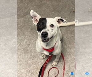 Stella - Female Mutt Dog for Adoption - Photo #4