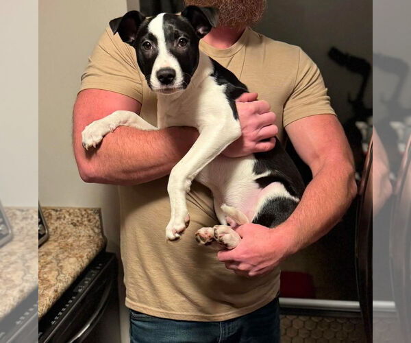 Medium Photo #7 Mutt Puppy For Sale in Germantown, OH, USA