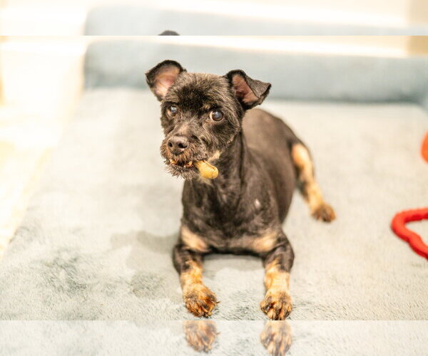 Medium Photo #4 Maltese-Unknown Mix Puppy For Sale in Hilton Head, SC, USA