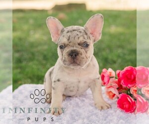 French Bulldog Puppy for sale in REBERSBURG, PA, USA