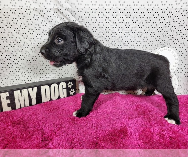 Medium Photo #76 Golden Mountain Dog Puppy For Sale in BLACK FOREST, CO, USA