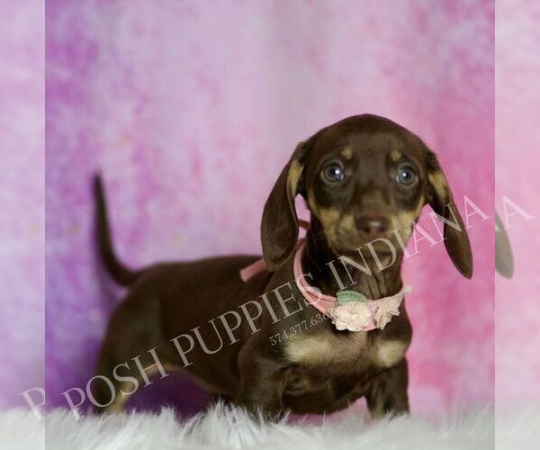 Medium Photo #3 Dachshund Puppy For Sale in WARSAW, IN, USA