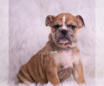 Small #7 Bulldog