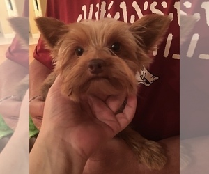 Father of the Yorkshire Terrier puppies born on 10/01/2019