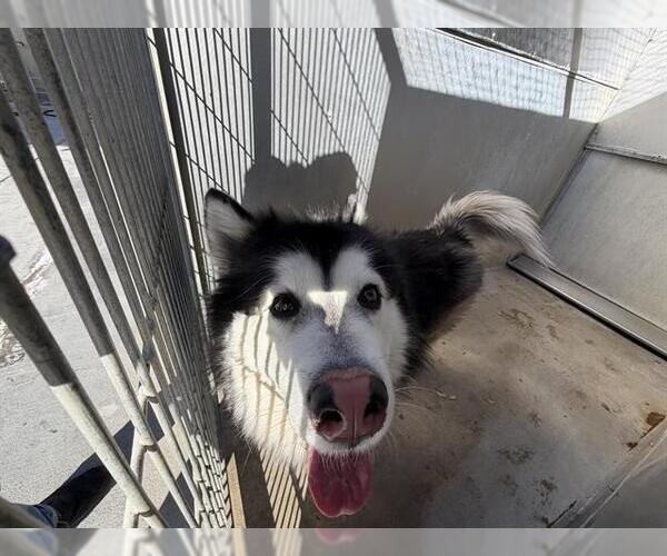 Medium Photo #1 Siberian Husky Puppy For Sale in Camarillo, CA, USA