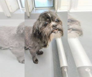 Shih Tzu-Unknown Mix Dogs for adoption in Hilton Head, SC, USA