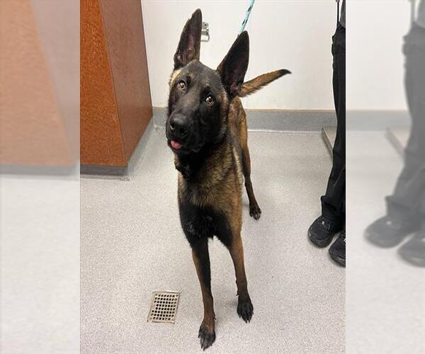 Medium Photo #1 Mutt Puppy For Sale in Rancho Cucamonga, CA, USA