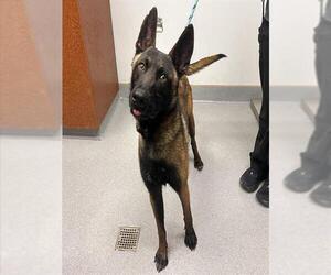 Mutt Dogs for adoption in Rancho Cucamonga, CA, USA