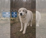 Small #3 Great Pyrenees