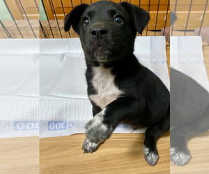 Labsky Dogs for adoption in Hillsboro, MO, USA
