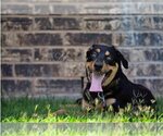 Small Photo #3 Rottweiler Puppy For Sale in White Hall, AR, USA
