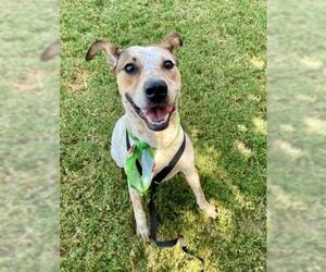 Texas Heeler-Unknown Mix Dogs for adoption in Tulsa, OK, USA