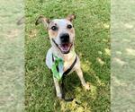 Small Texas Heeler Mix