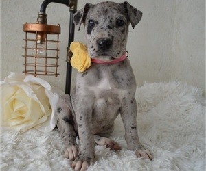 Great Dane Puppy for sale in HONEY BROOK, PA, USA