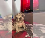 Small Photo #3 French Bulldog Puppy For Sale in NEWARK, NJ, USA