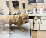 Puppy Puppy 1 Patty Goldendoodle (Miniature)