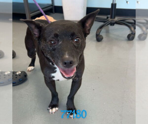 Medium Photo #1 Mutt Puppy For Sale in Chico, CA, USA